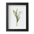 Lily Of The Valley Seaglass Card Artwork With Frame - Black - 8" X 6" - image 9