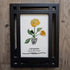 January Birth Flower Carnation Sea Glass Framed Art - image 6