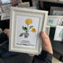 January Birth Flower Carnation Sea Glass Framed Art - image 3