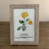 January Birth Flower Carnation Sea Glass Framed Art - image 4
