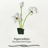 December Birth Flower Paperwhites Sea Glass Framed Art - image 7