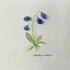 Elegant Blue Campanula Barbata Sea Glass Framed Art - image 2