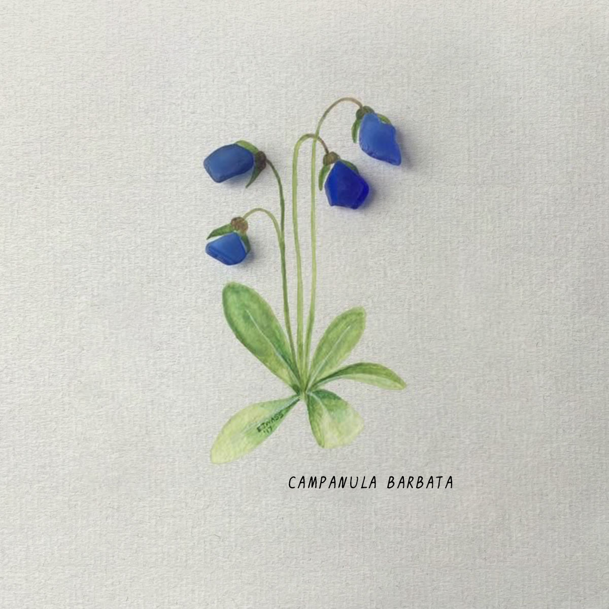 Elegant Blue Campanula Barbata Sea Glass Framed Art - image 2