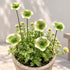 Floating Lotus Garden Sculpture - Romantic Handmade Ceramic Flower Decor - Green - image 14