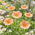 Little Morning Glory Fairy Cup Pollinator Sculpture - Handmade Ceramic Flower Decor - Light Orange - image 3