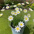 Artificial Flowers Cute Desk Buddy - Handmade Mini Ceramic Flower Decor - White Daisy - image 2