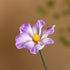 Good Luck & Love Hibiscus Mutabilis Flower - Hand-Sculpted Mini Ceramic Flower Decor - image 7