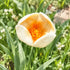 Bee Bath Little Flower Pollinator Water Station - Handmade Ceramic Flower Decor For Garden - Orange & White - image 6