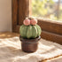 Cute Cactus With Flower In Pot - Handmade Mini Ceramic Cactus Figurine Decor - Style #26 - image 25