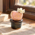 Cute Cactus With Flower In Pot - Handmade Mini Ceramic Cactus Figurine Decor - Style #11 - image 10